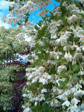 New weeping Styrax japonica